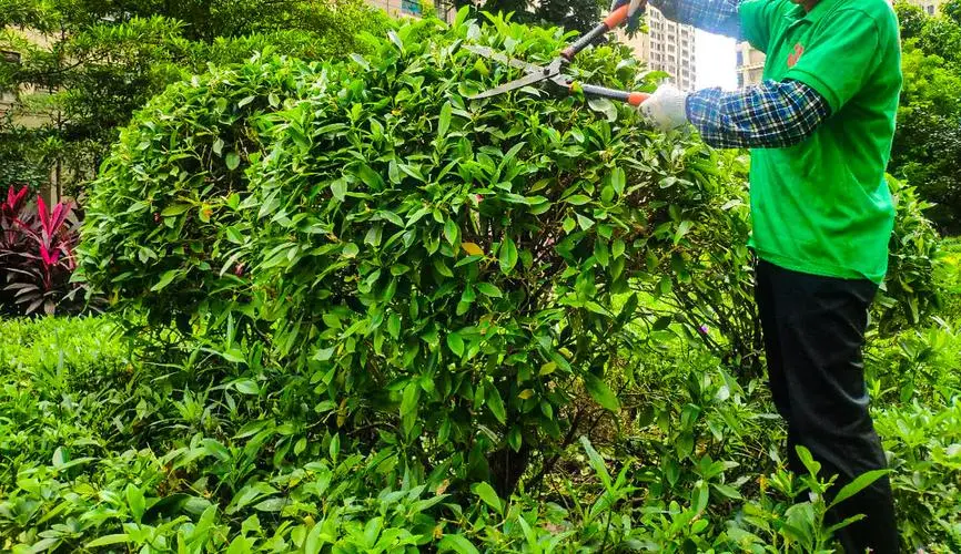 新余城市绿化率