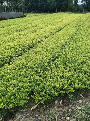 现代广场园林景观设计